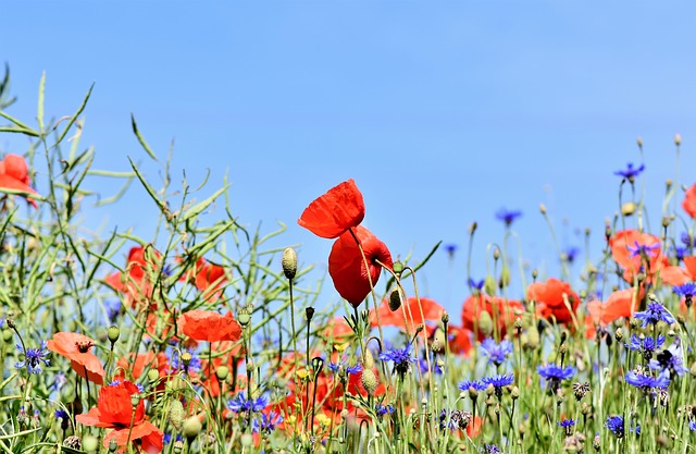 Gestion des émotions Fleurs de bach, aromathérapie olfactive, alimentation vivante, relaxation créatrice Accompagnement, coaching, consultations livres, ebook, livre numérique, audios Emmanuelle Dufour De gaieté de coeur Langue des oiseaux